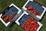 Nothing says summer quite like flats of fresh Oregon strawberries and blueberries. (Marcia Westcott Peck | For The Oregonian/OregonLive)