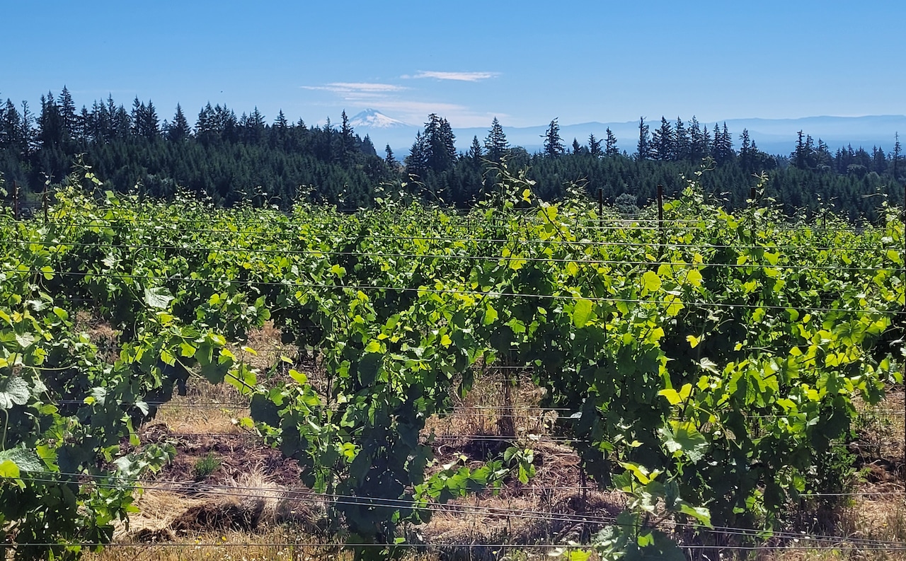 A view of a winery.