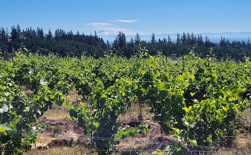 Winery spotlight: Audeant Wines makes world-class pinot noir, no matter how you pronounce their name