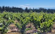 Audeant's estate vineyard also features a nice view of Mount Hood. 