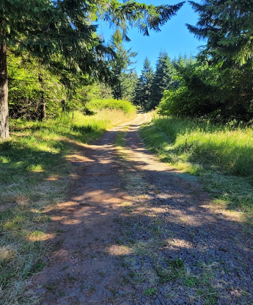 A view down a tree-lined dirt road.