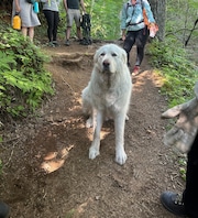 A 160-lb Great Pyrenees was rescued from a trail at Saddle Mountain State Natural Area on Thursday, July 12, 2024. The dog injured his paws on the challenging hike. Firefighters brought him down on a stretcher.