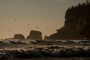 Pelicans fly near the shore as waves from the Pacific Ocean roll in Tuesday, May 14, 2024, on the Quinault reservation in Taholah, Washington. Facing increased flooding from a rising Pacific, the tribe has been working for over a decade to relocate Taholah, their largest village, to higher ground.