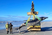 In this photo provided by the Department of Conservation rangers Jim Fyfe and Tūmai Cassidy walk alongside what is believed to be a rare spade-toothed whale, on July 5, 2024, after its was found washed ashore on a beach near Otago, New Zealand. (Department of Conservation via AP)