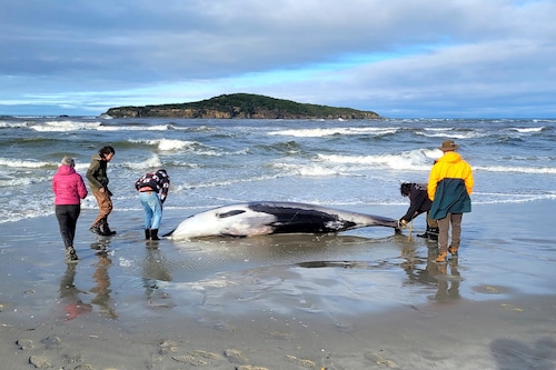 rangers inspect what is believed to be the remains of a rare spade-toothed whale on a beach