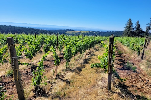 A view of a winery.