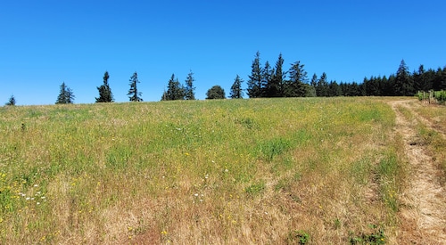 A view of a meadow.